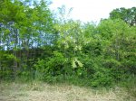 Acacia
